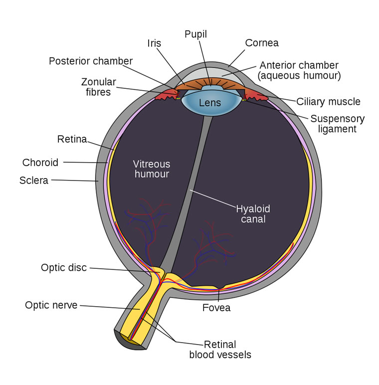 This human eye diagram gives an excellent overview of the human 
eye. The cross section features labeled parts such as the iris, pupil, 
cornea, lens, retina, choroid, optic disc, optic nerve and fovea.