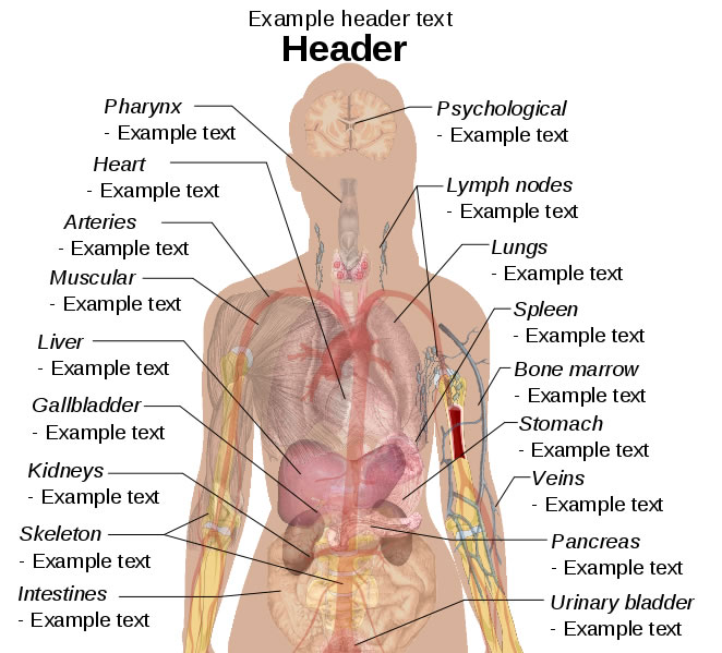 This female diagram template labels important parts of the body 
but leaves open the option for users to add their own text to describe 
the body parts. The body parts include the heart, lungs, spleen, liver, 
skeleton, kidneys and more.