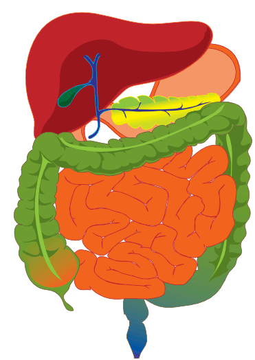 This picture shows the gastrointestinal tract of the human body. 
It shows various parts which include the stomach, small intestine and 
others.