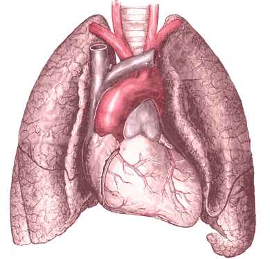 human heart diagram with labels. human heart diagram which