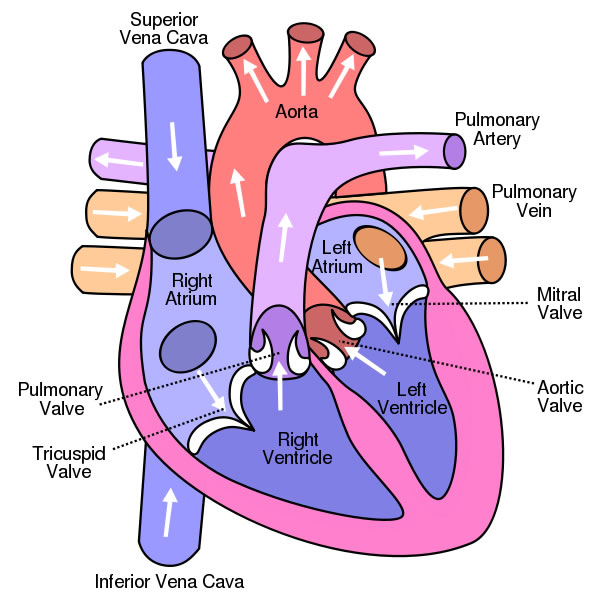 This is an excellent human heart diagram which uses different 
colors to show different parts and also labels a number of important 
heart component such as the aorta, pulmonary artery, pulmonary vein, 
left atrium, right atrium, left ventricle, right ventricle, inferior 
vena cava and superior vena cava among others.