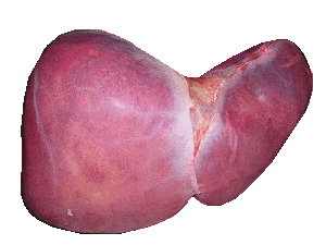 An image of the human liver. The liver is an important organ that 
is necessary for humans to survive.