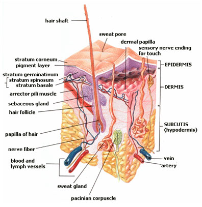 human body diagram. Skin Diagram - Human Body