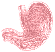 This is a small picture of a human stomach, an essential part of 
the human body that allows for the process of food as energy.