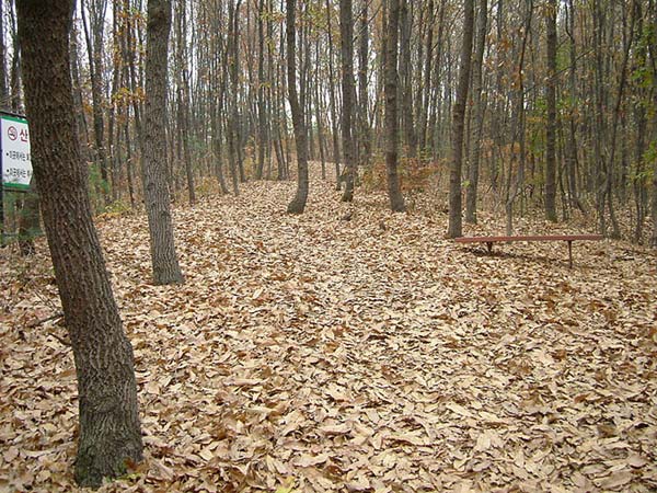 This image shows a large number of leaves that have fallen from trees, completely covering the forest floor.