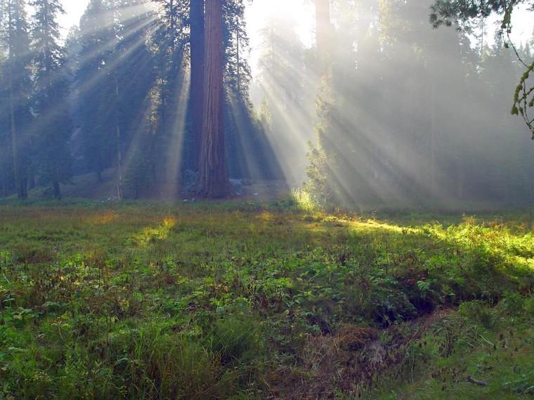 Sun rays pierce the tree line in a forest meadow.