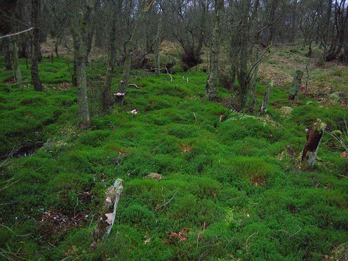 A large bed of moss grows on a forest floor.