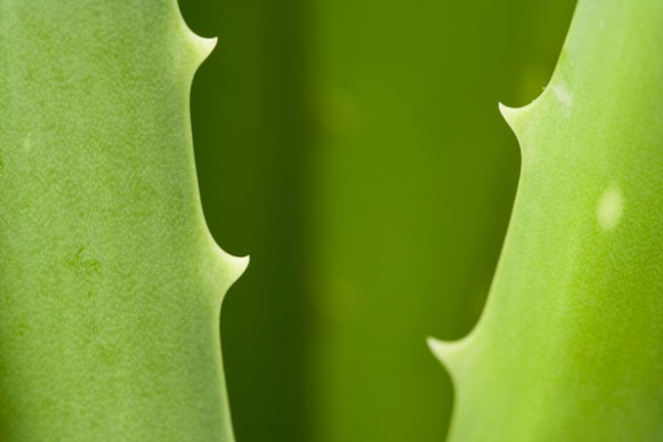A close up photo of an aloe vera plant. Substances produced by aloe vera are often used for their beneficial properties.