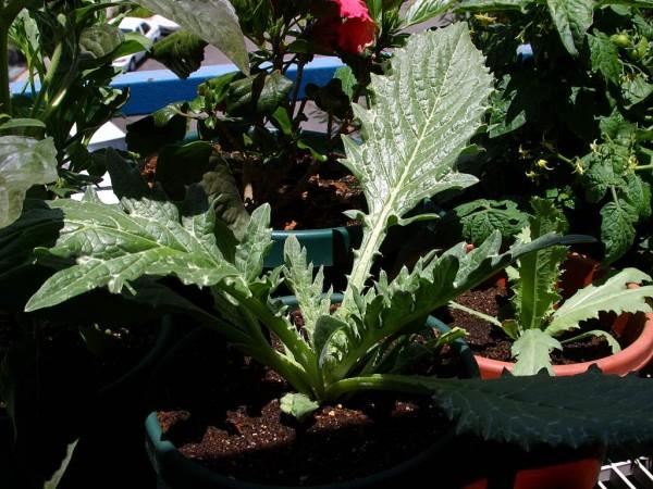 This photo shows an artichoke plant sitting in a pot filled with nutrient rich soil.