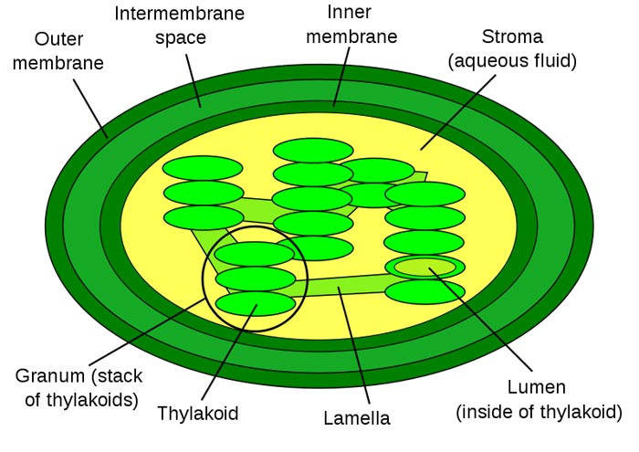 animal cell structure with labels. Ofdiagram of animal cell