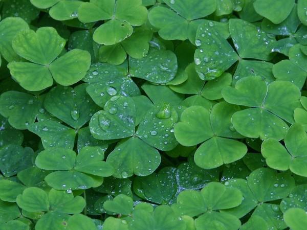 A large number of clover leaves stand bunched together on the ground. The three leaved clovers have a number of water droplets sitting on their surface after a light rain shower.