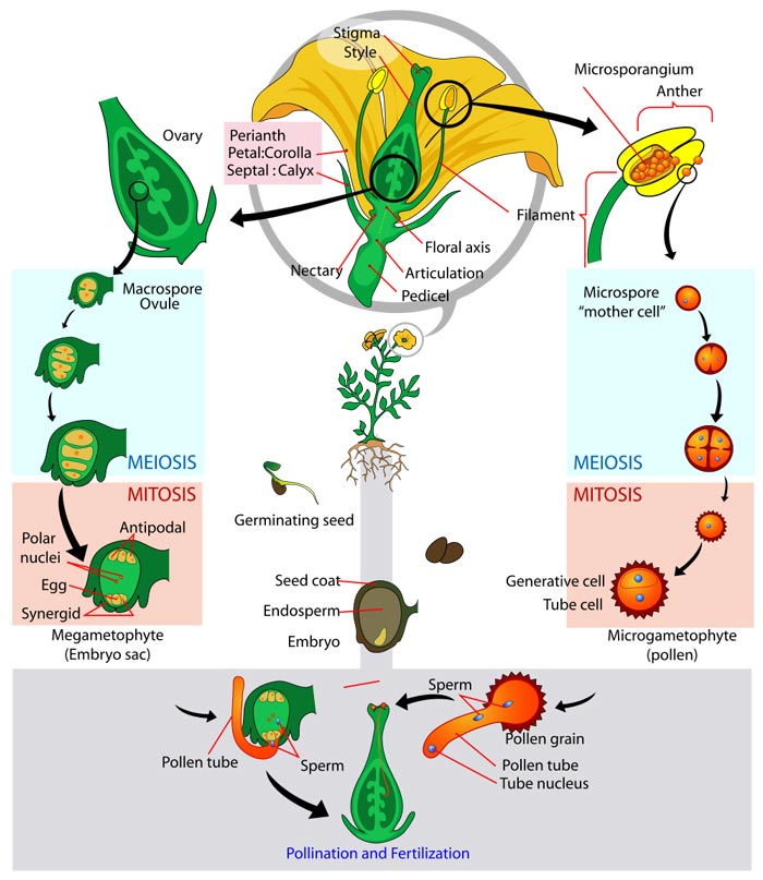 Angiosperm Life Cycle Diagram