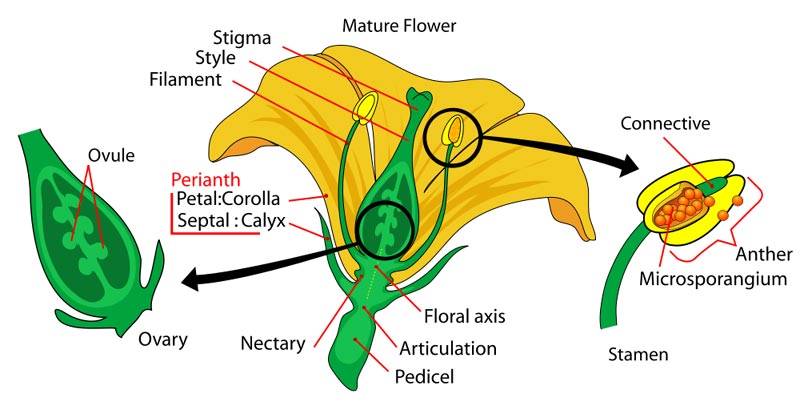 Learn about the different parts of a flower such as the stigma, style, filament, ovary, nectary, stamen and more with this informative flower parts diagram.