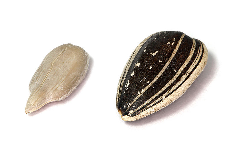 This detailed photo shows a close up image of two sunflower seeds set against a white background.