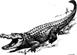 Interesting Information about Alligators