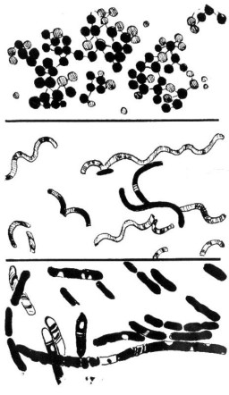 Grow your own bacteria