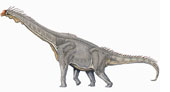 Learn about Sauropods and Titanosaurs, the biggest dinosaurs ever!