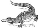 Interesting Information about Crocodiles