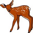 Interesting Information about Deer