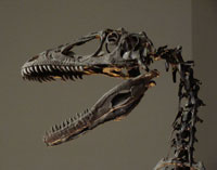 Learn interesting information about the Deinonychus