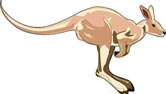 Interesting Information about Kangaroos