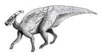 Learn interesting information about the Parasaurolophus