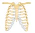Skeletons and bones game