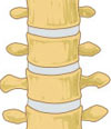 Human Spine Anatomy Video