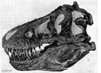 Tyrannosaurus Rex Skull