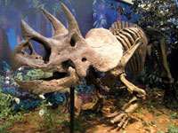 Triceratops skeleton