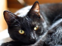 10 interesting facts about cats