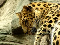 Leopard facts