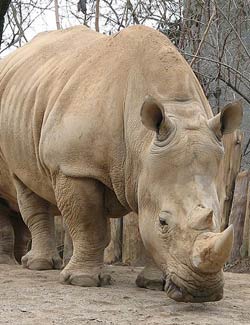 Fun Rhinoceros Facts for Kids - Interesting Information about Rhino
