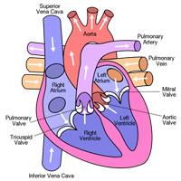 Fun Heart Facts for Kids - Interesting Facts about the Human Heart