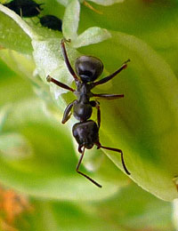 Ant facts
