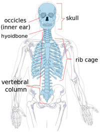 Axial Skeleton