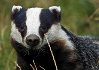 Badger facts
