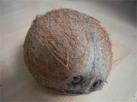 Coconut