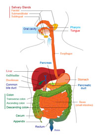 Digestive System