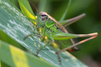 Grasshopper facts