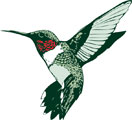 Interesting Information about Hummingbirds