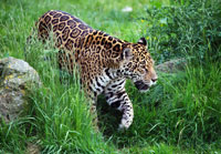 Jaguar facts
