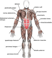 Anterior Muscles