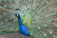 Fun Peacock Facts for Kids - Interesting Information about ...