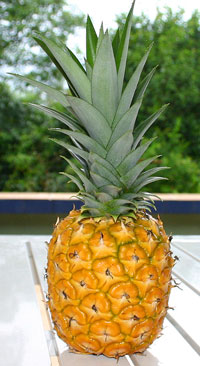 Pineapple, Description, History, & Facts