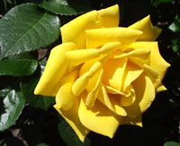 Yellow Rose