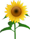 Fun Sunflower Facts for Kids - Interesting Information about Sunflowers