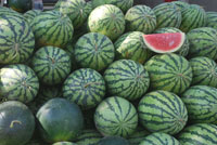 Watermelon