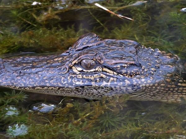 This photo shows a dangerous looking alligator lurking just above the surface of the water.