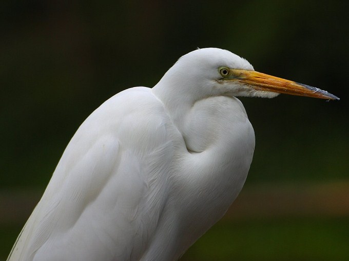 A close up photo of an egret, a type of bird that includes a number of different herons.